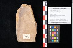 Foto (Objekt + Etikett) von Quercus palaeoilex Ettingshausen (NHMW-GEO-2024-0188-0792)